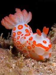Gymnodoris rubropapulosa, or more affectionately Clown Nu... by Kristin Anderson 